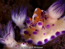 Riding the Nudi Train! :)  G9/DS160s/2 UCL165s. by Richard Witmer 
